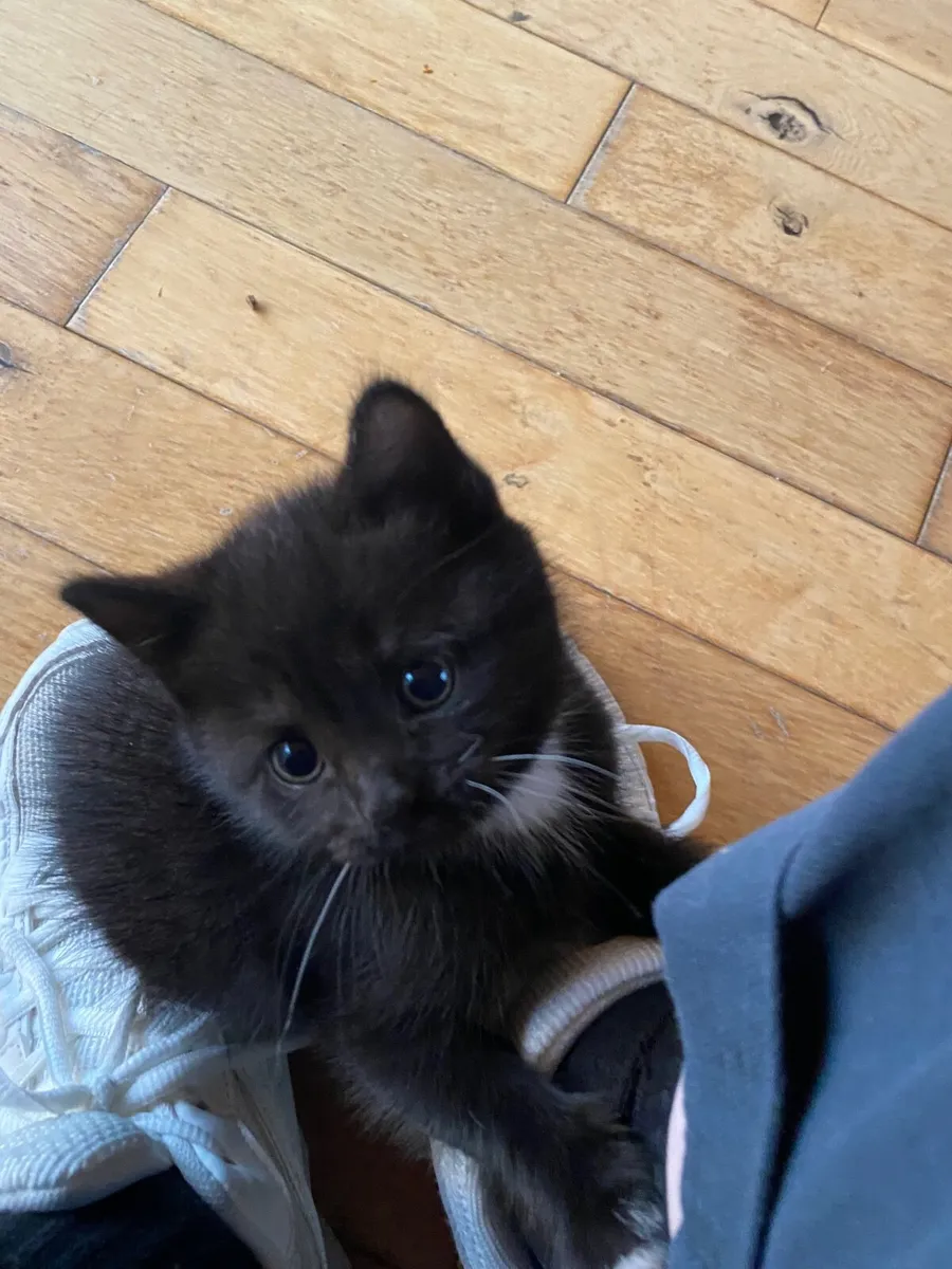 British shorthair X Kittens - Image 2