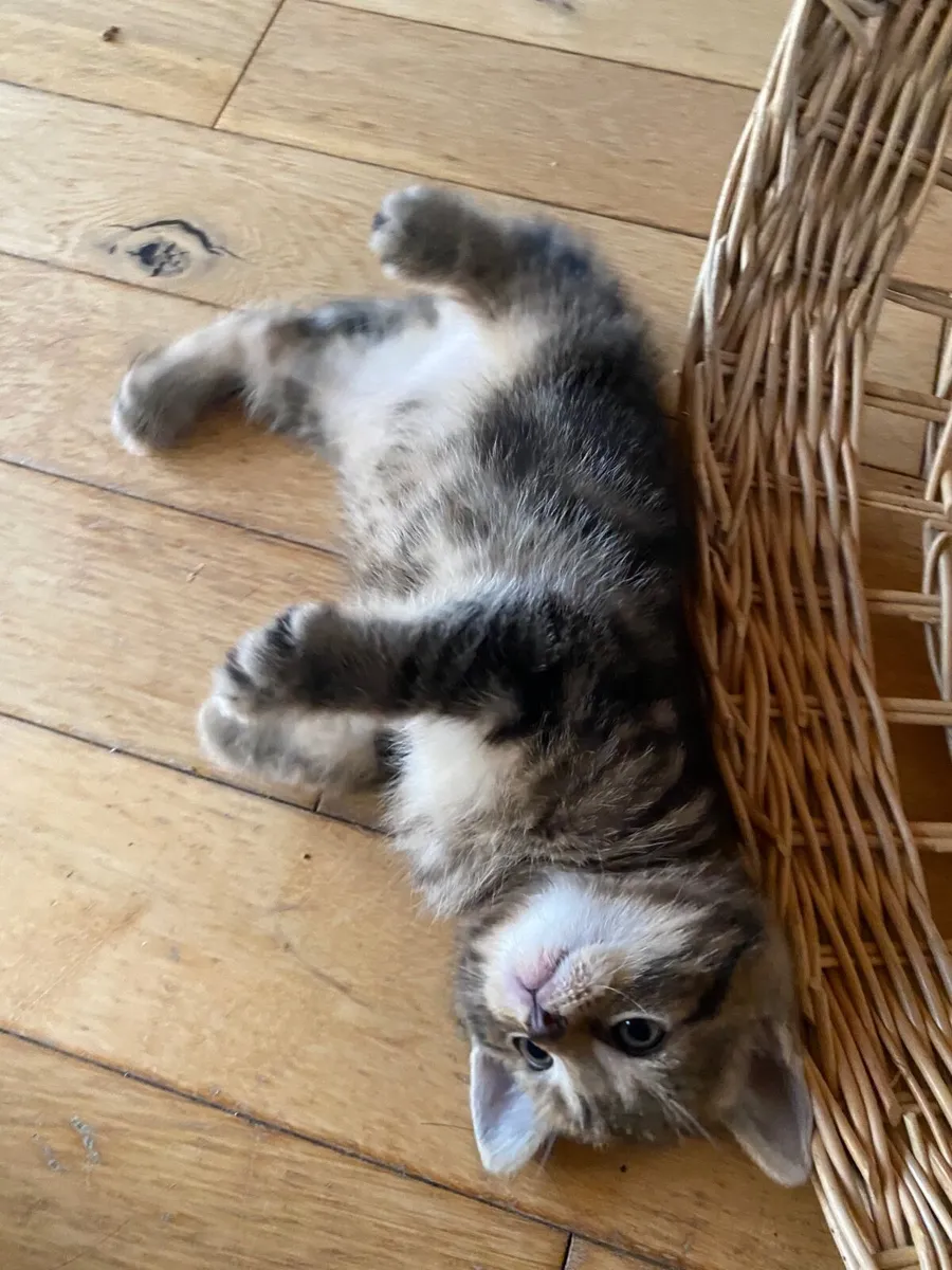 British shorthair X Kittens - Image 3