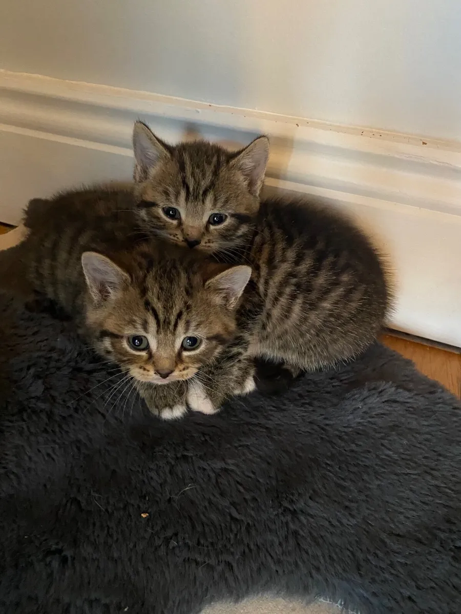 British shorthair X Kittens - Image 4