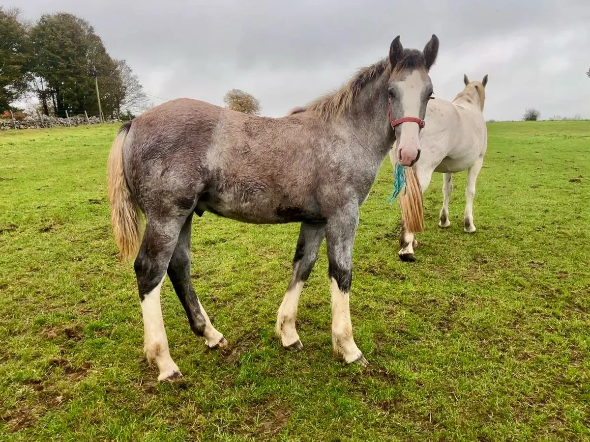 Full Draught Colt - Image 3