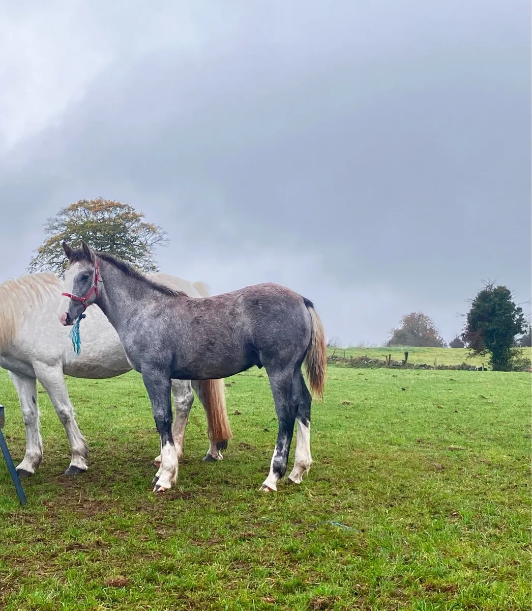 Full Draught Colt - Image 2