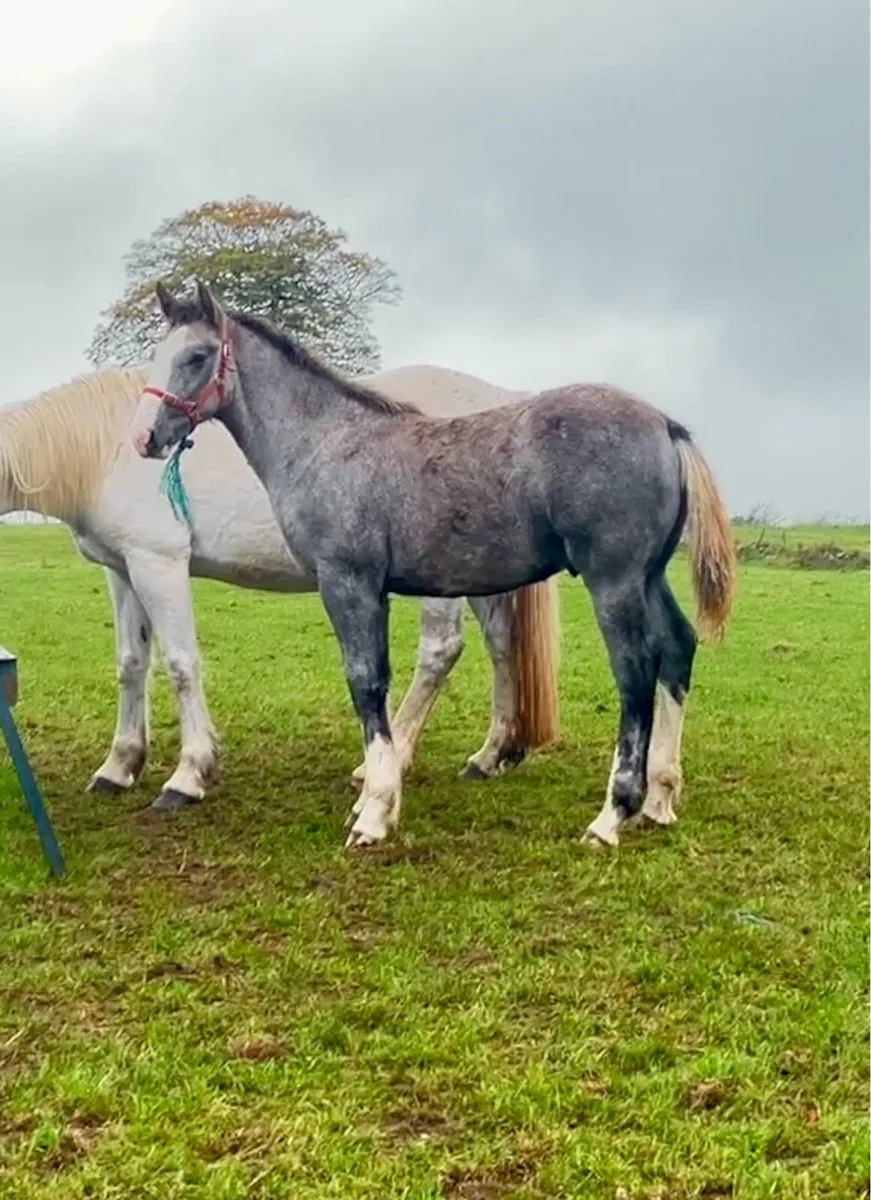 Full Draught Colt - Image 1