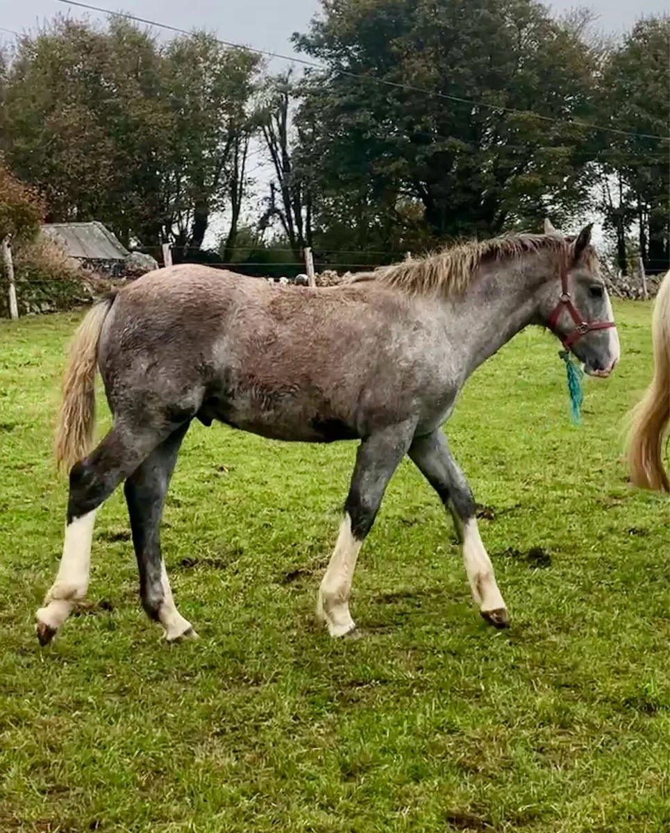 Full Draught Colt - Image 4