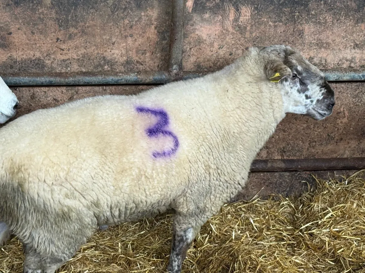 Rams for sale - Image 2