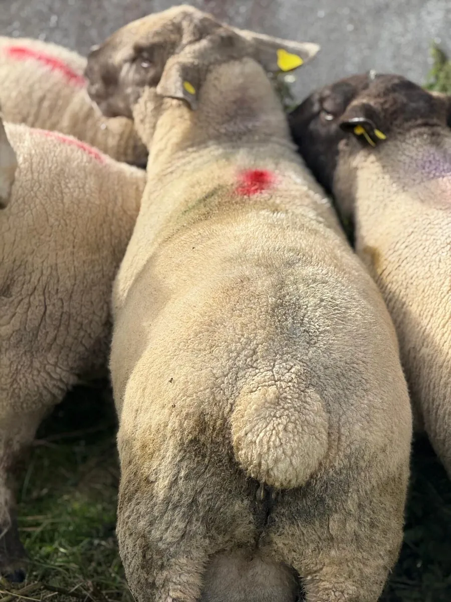Rams for sale - Image 3