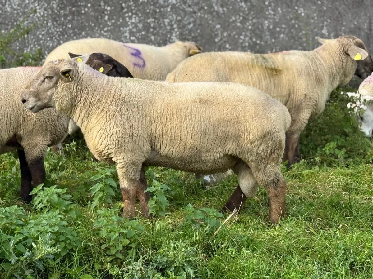 Rams for sale - Image 4