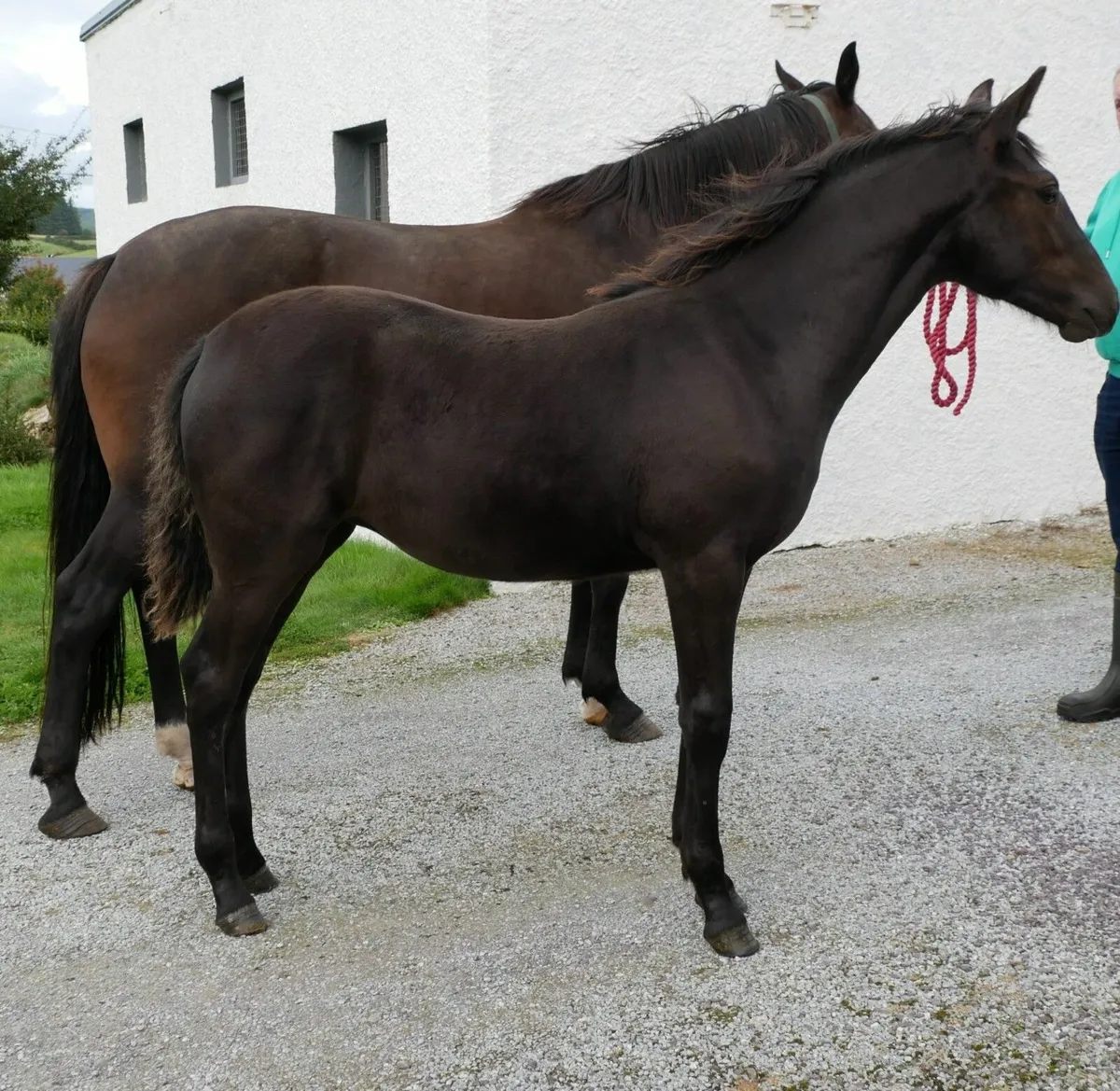 Connemara Cross Filly Foal - Image 1