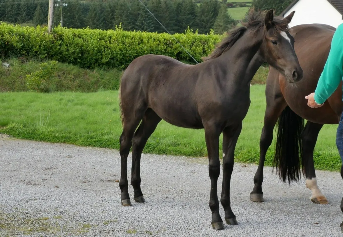Connemara Cross Filly Foal - Image 3