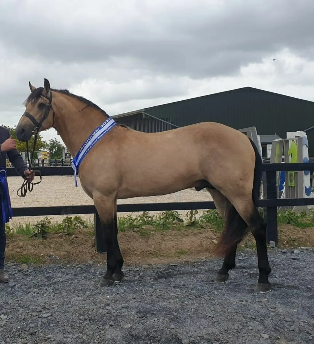 Connemara Cross Filly Foal - Image 4