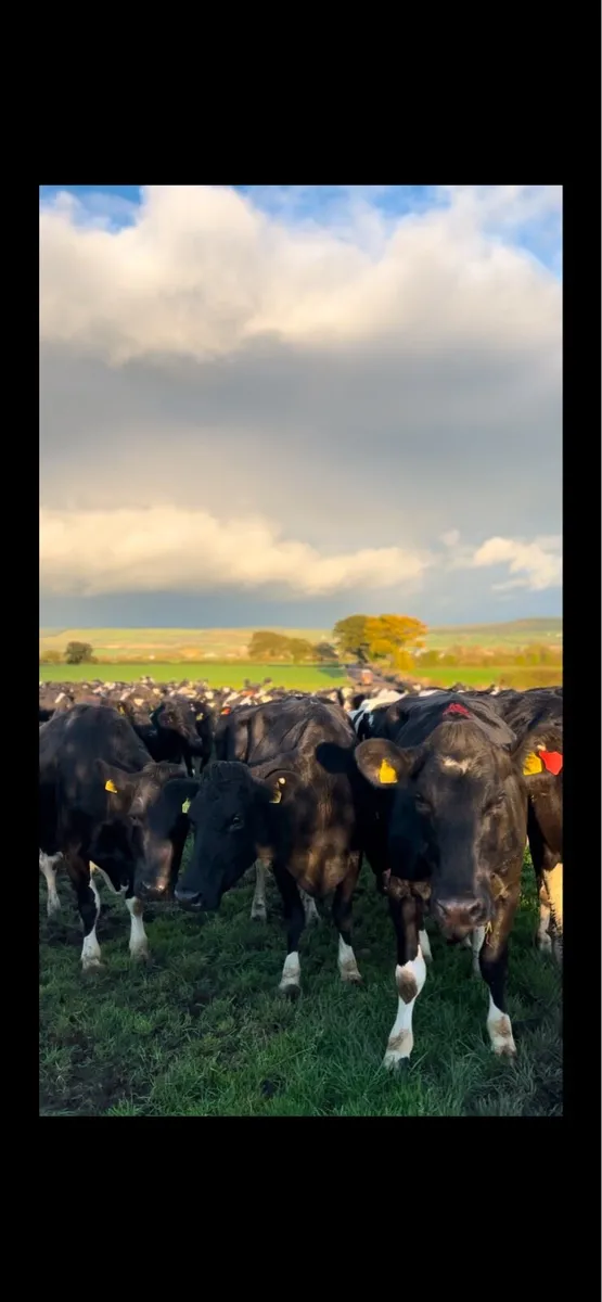 Milking / machinery work