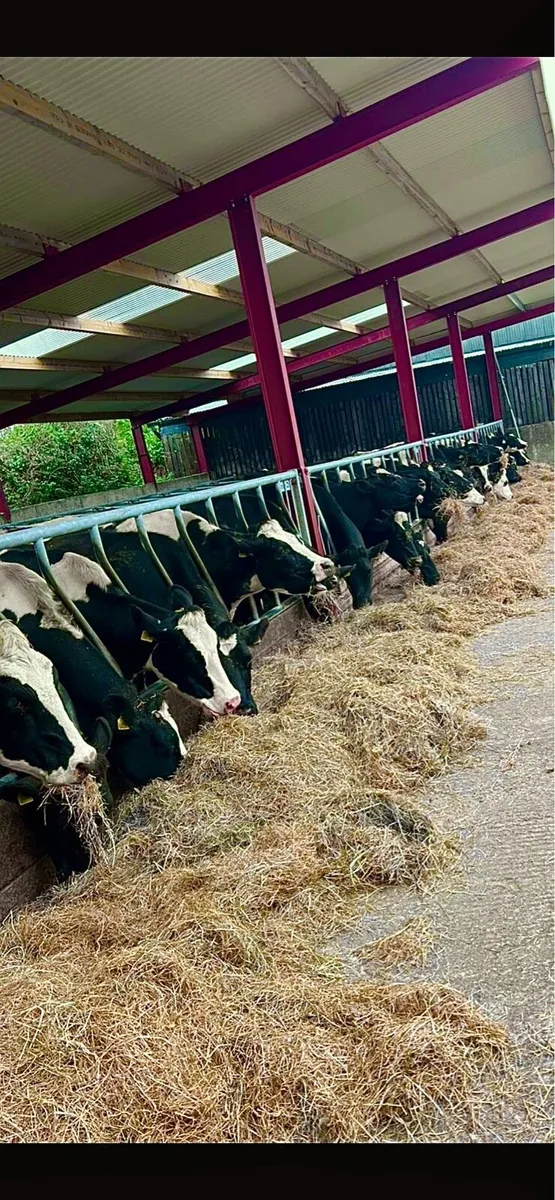 Round Bales of Hay - Image 1