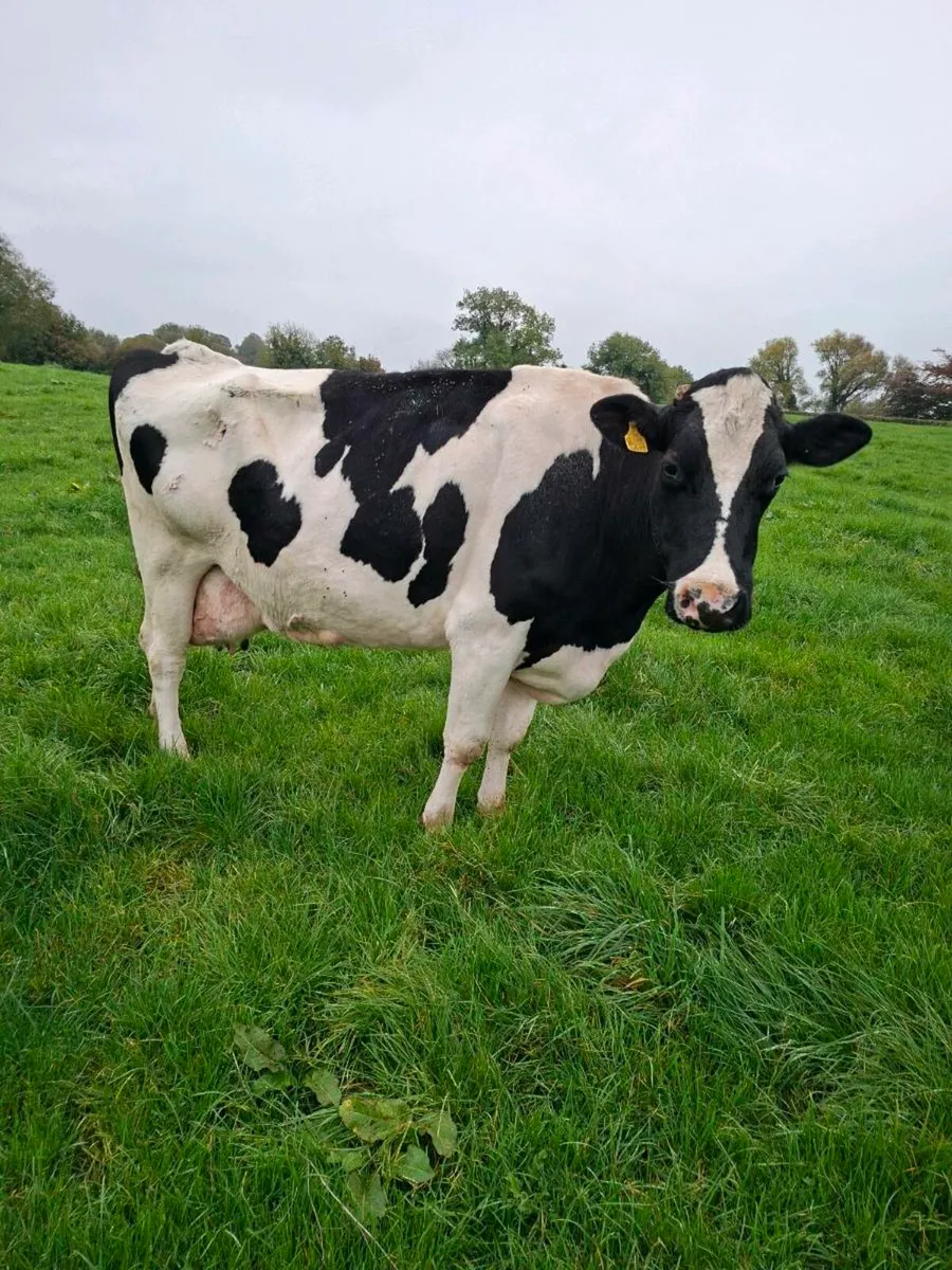 Cull cows