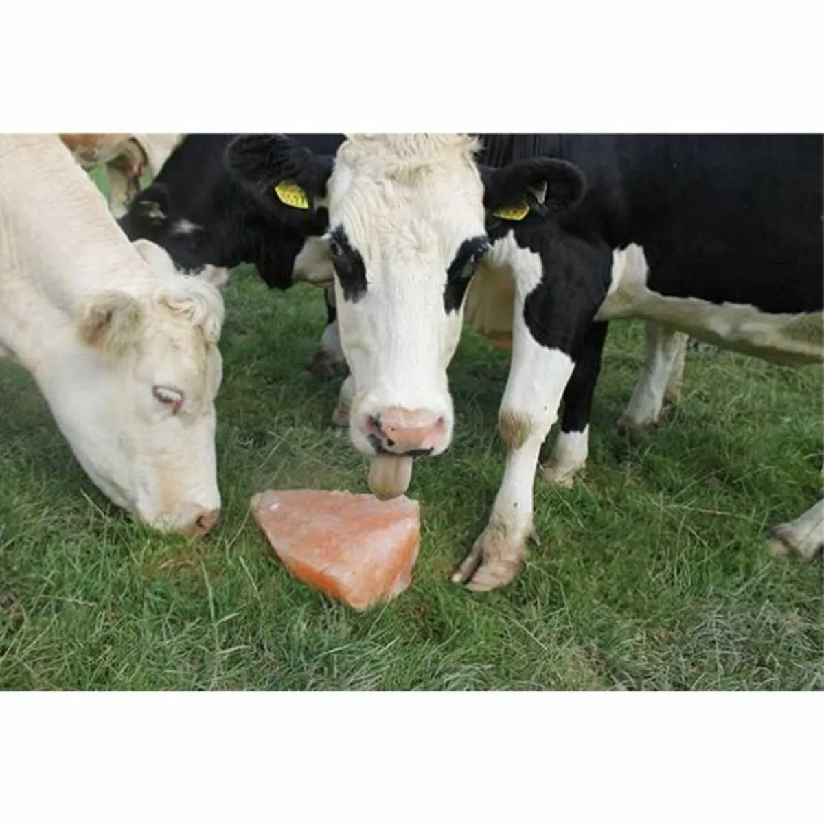 Himalayan Rock salt for Farm Animals - Image 1