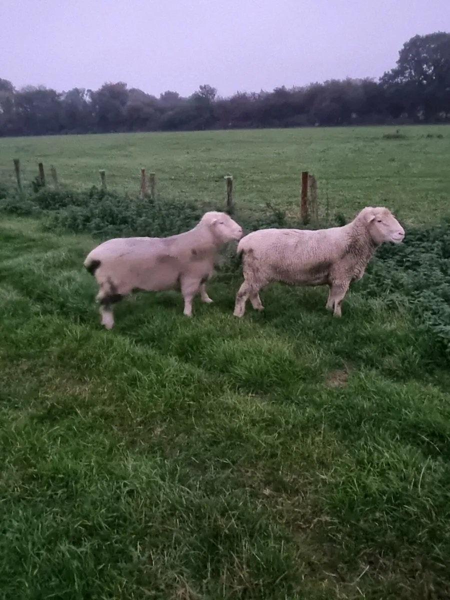 Dorset Rams - Image 1