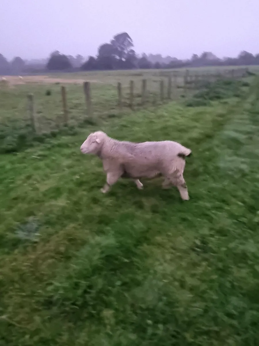 Dorset Rams - Image 2