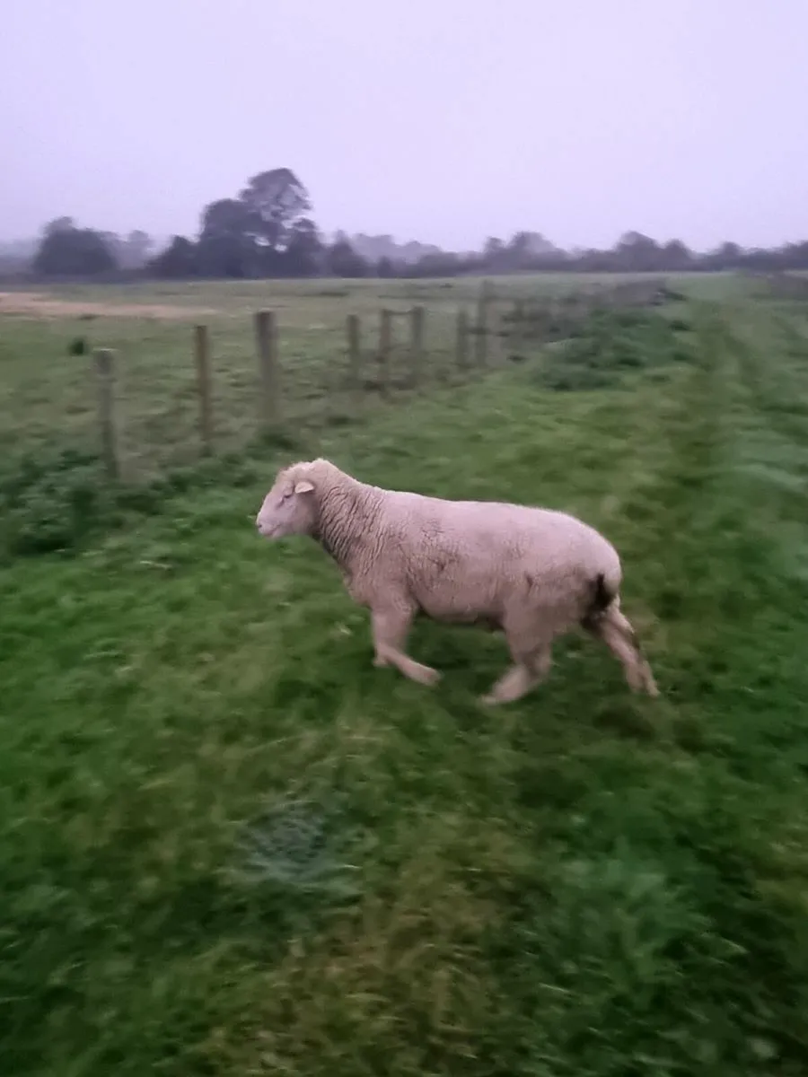 Dorset Rams - Image 3