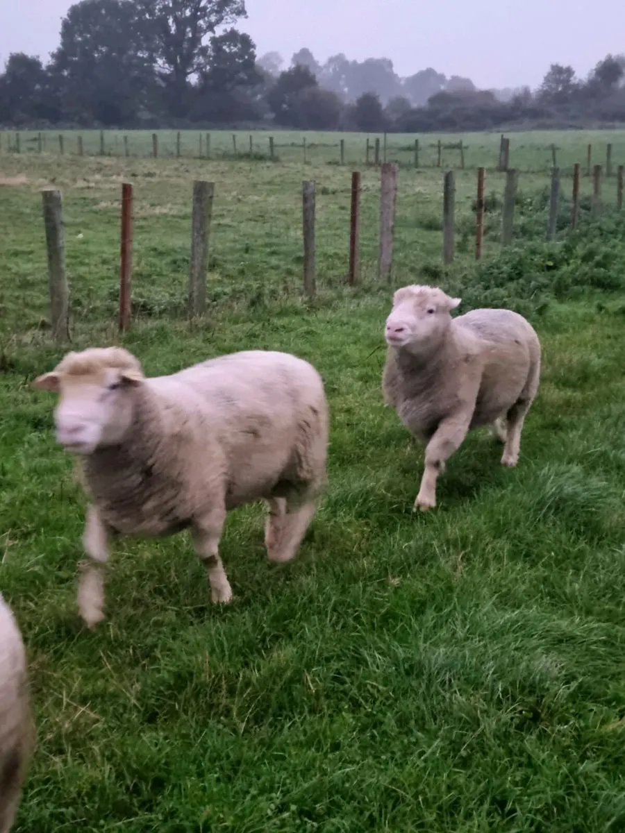 Dorset Rams - Image 4