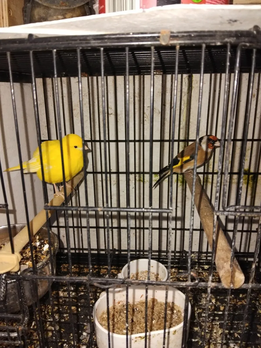 Birds