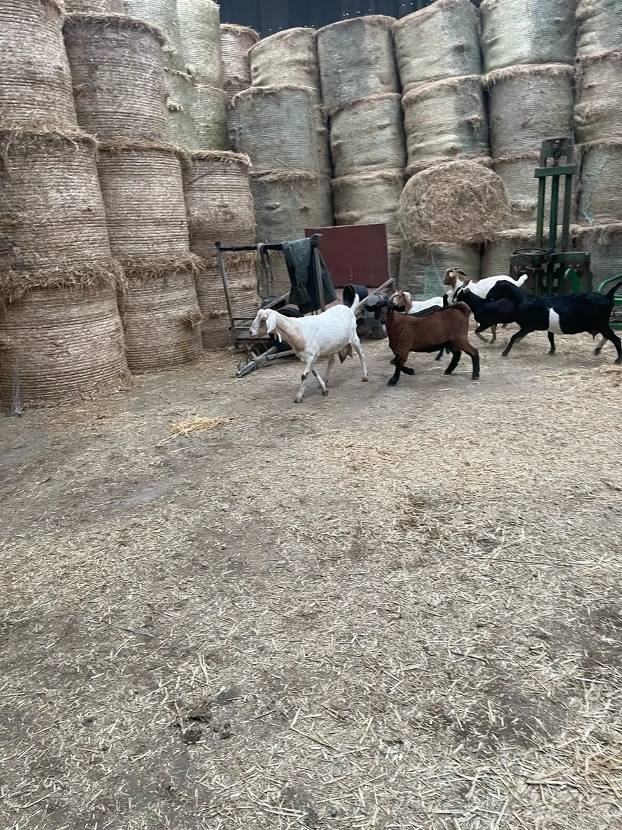 8 Nubian goats 7 females and 1 male - Image 1