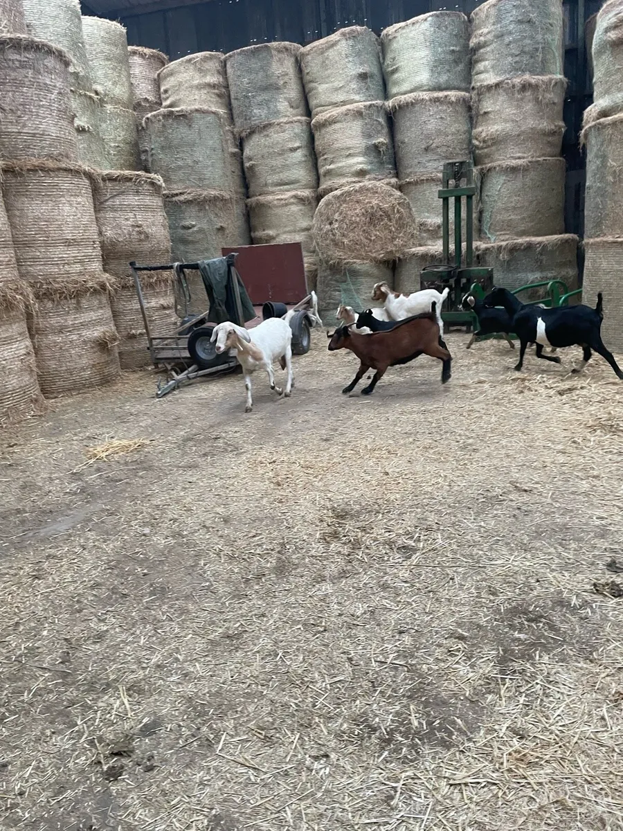 8 Nubian goats 7 females and 1 male - Image 2