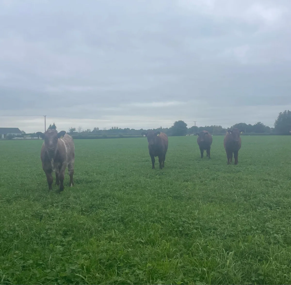 PB Shorthorn Heifers - Image 1