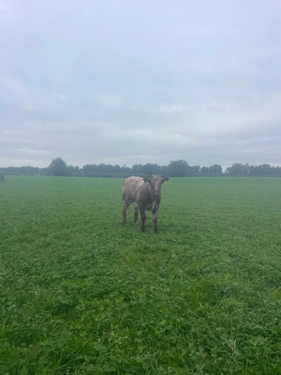PB Shorthorn Heifers - Image 2