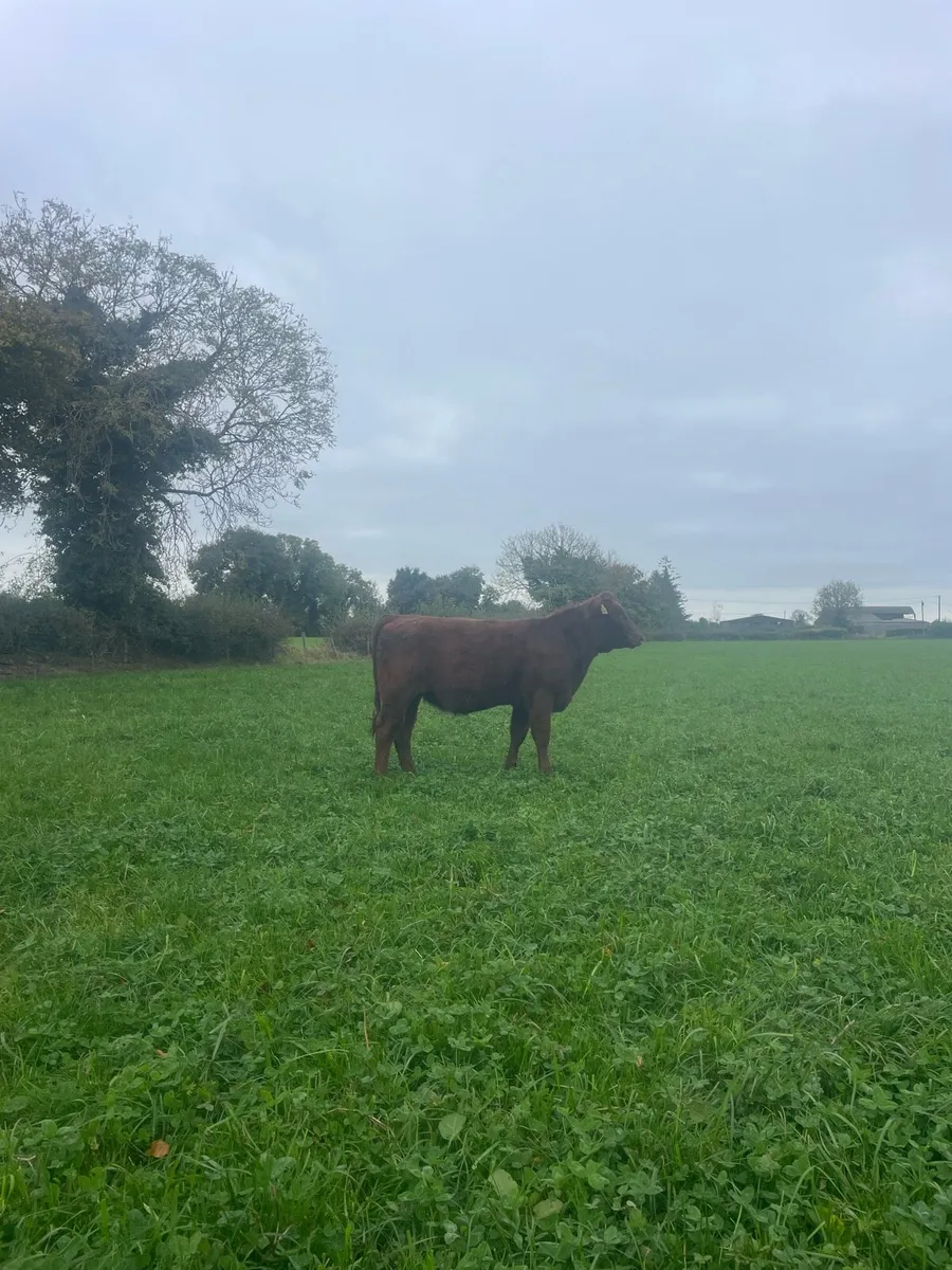 PB Shorthorn Heifers - Image 3