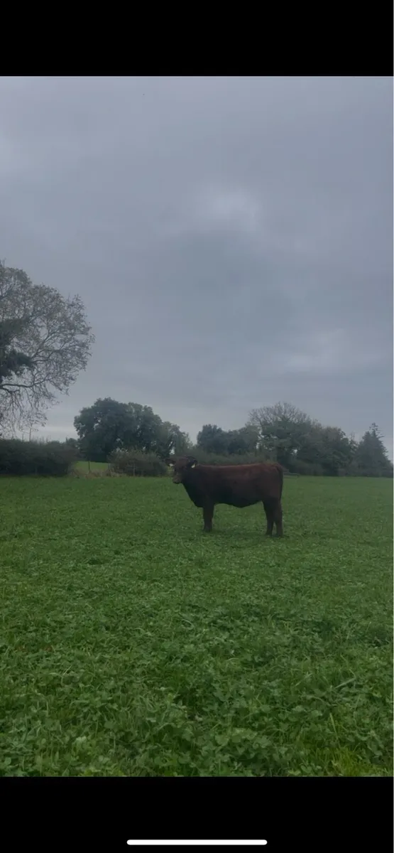 PB Shorthorn Heifers - Image 4