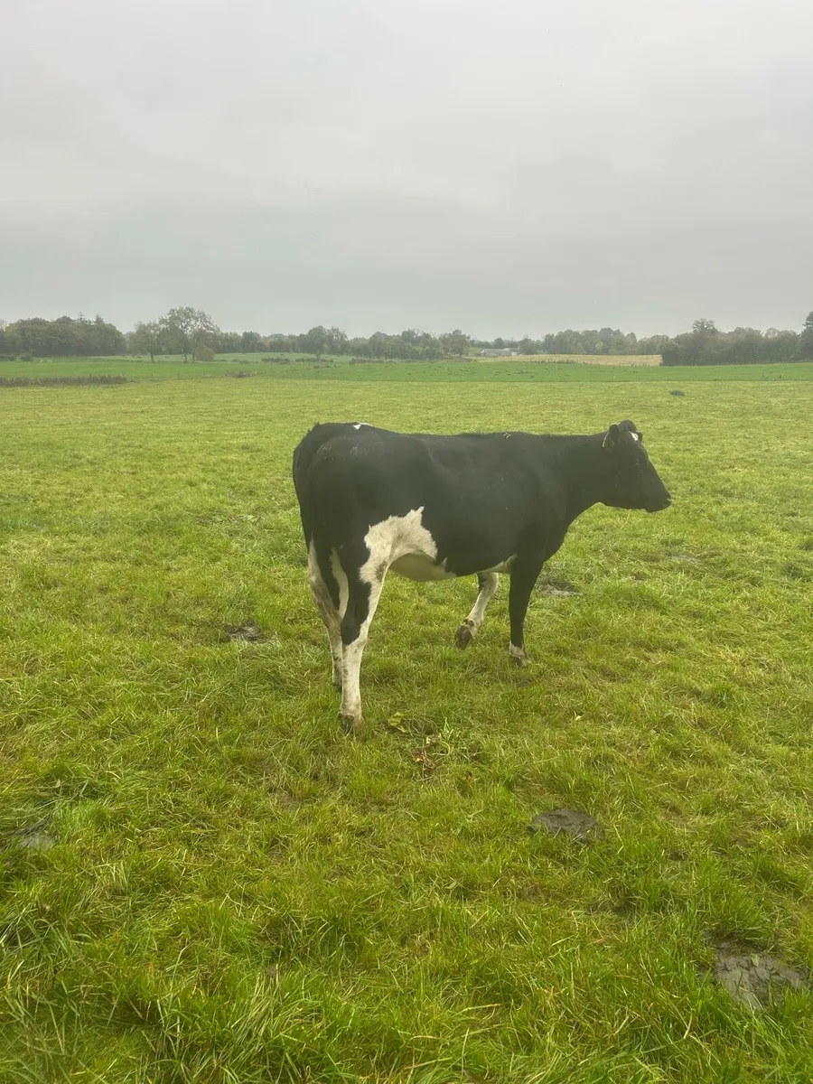 Incalf heifers - Image 1