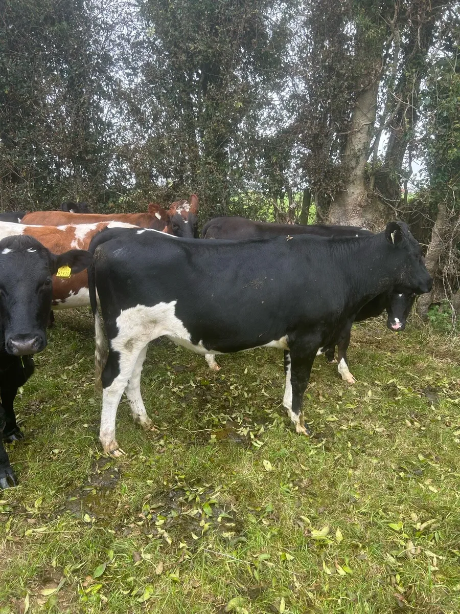 Incalf heifers - Image 2
