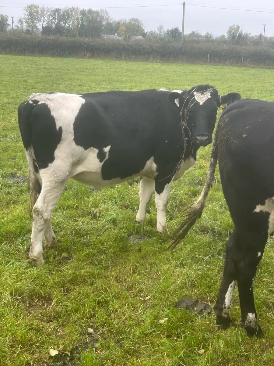 Incalf heifers - Image 3