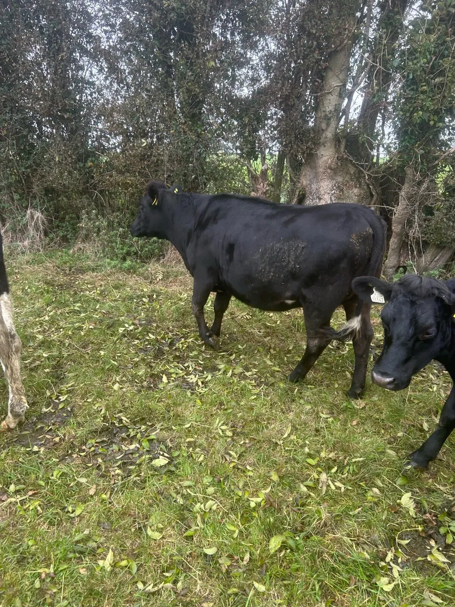 Incalf heifers - Image 4