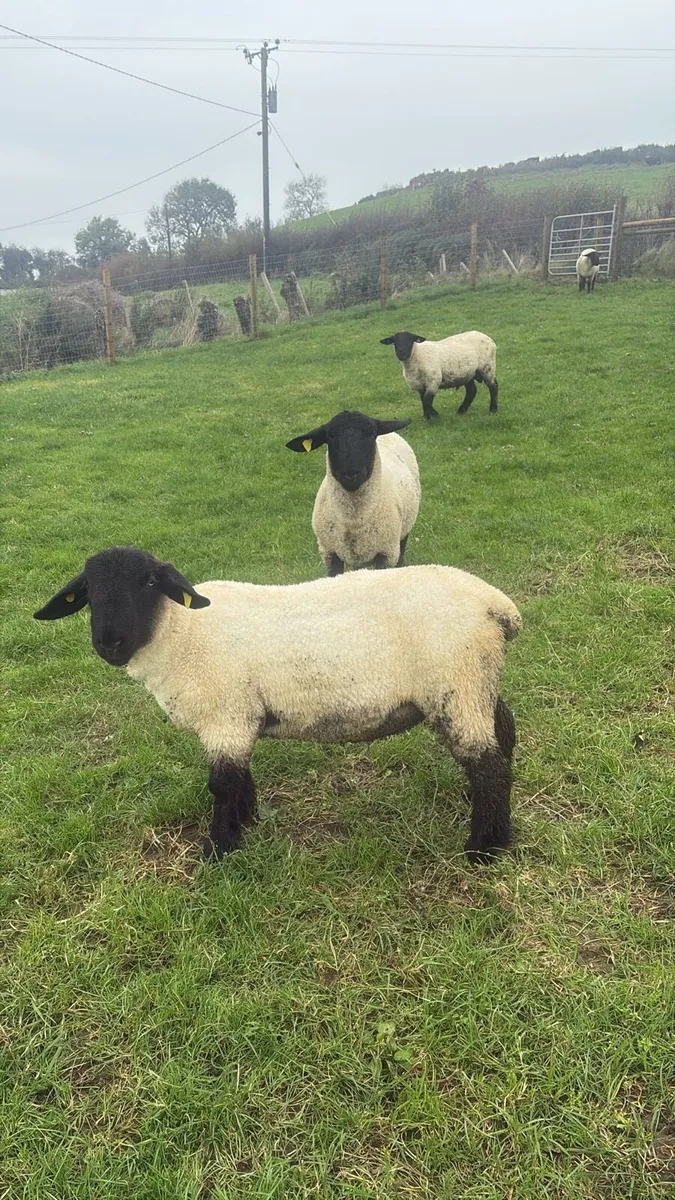 PBNR Suffolk Ram Lambs - Image 1