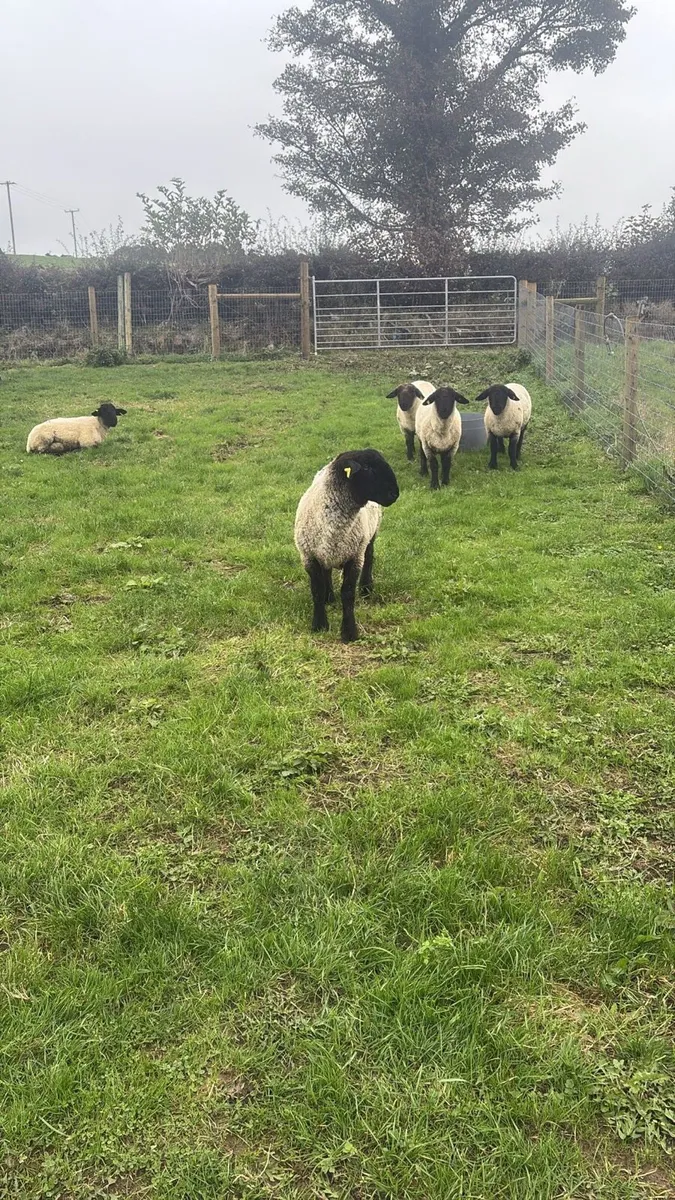 PBNR Suffolk Ram Lambs - Image 2