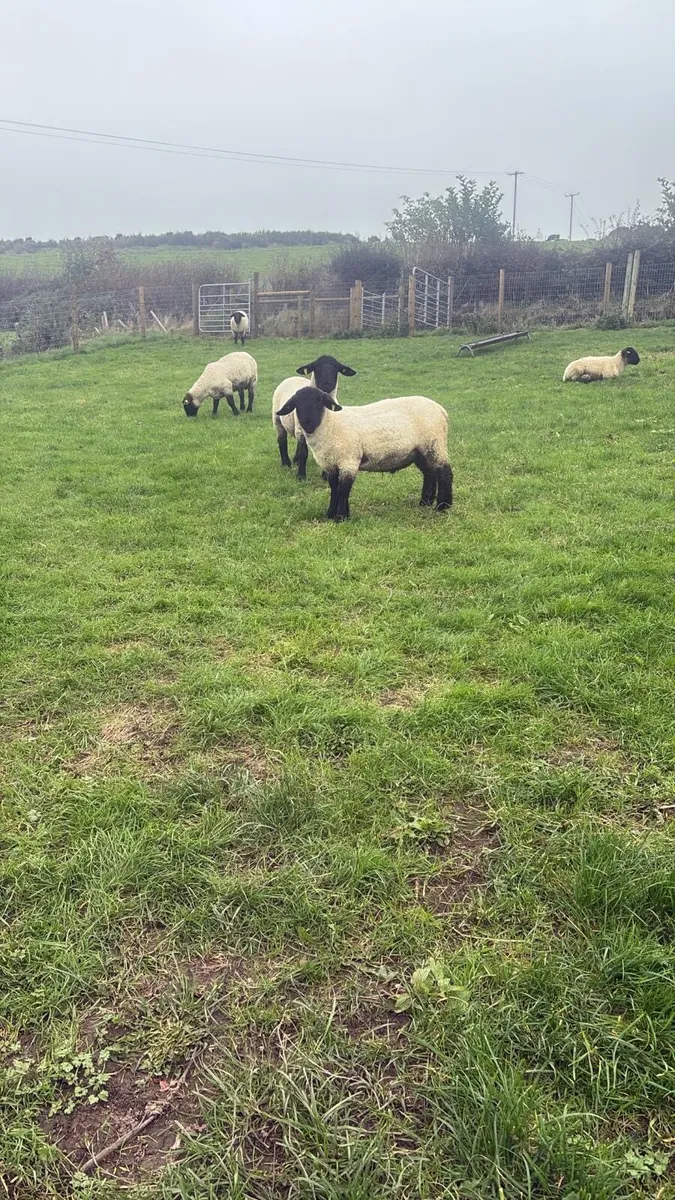 PBNR Suffolk Ram Lambs - Image 3