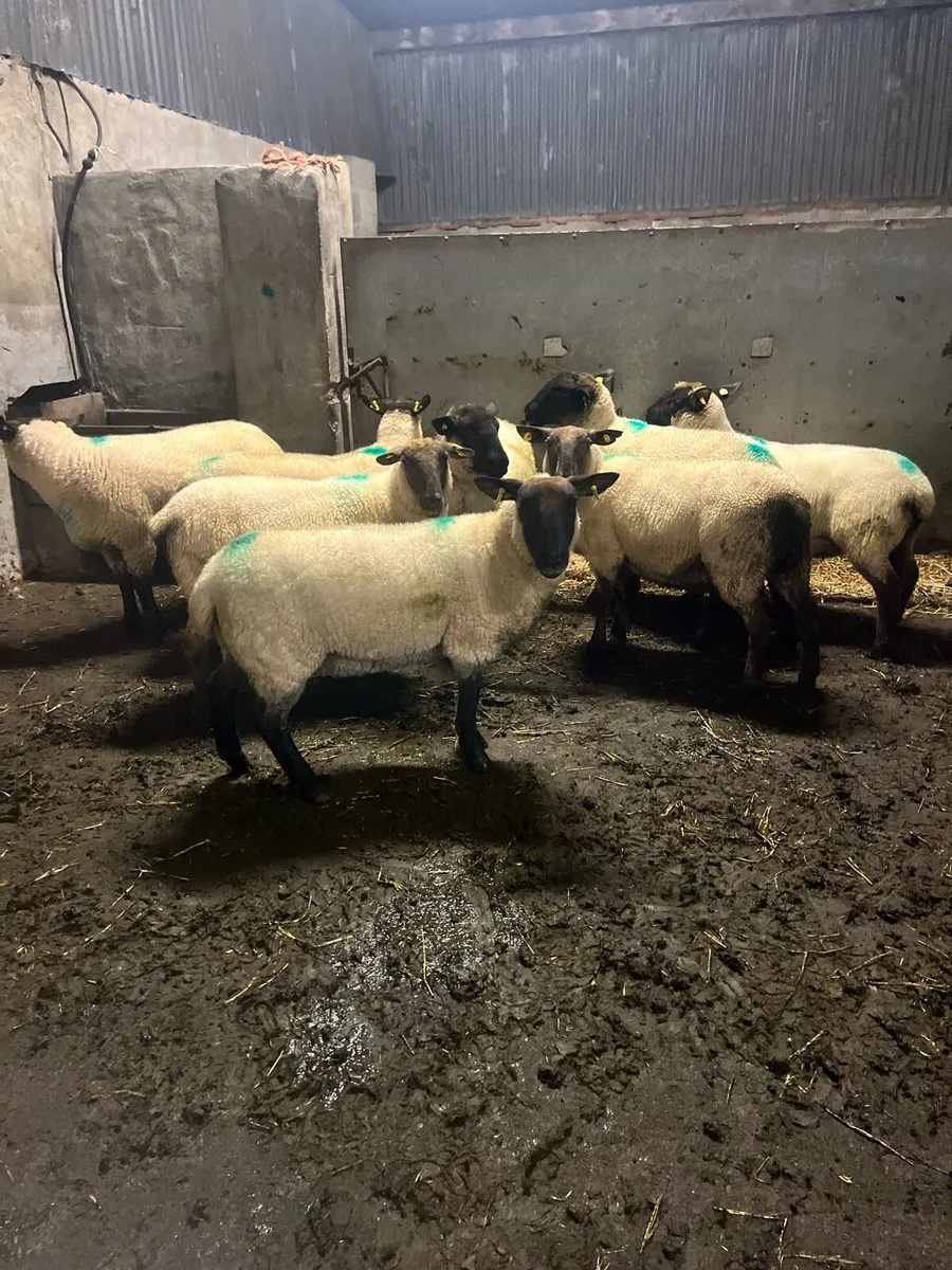 ⚡️10 lovely ewe hoggets ⚡️ - Image 1