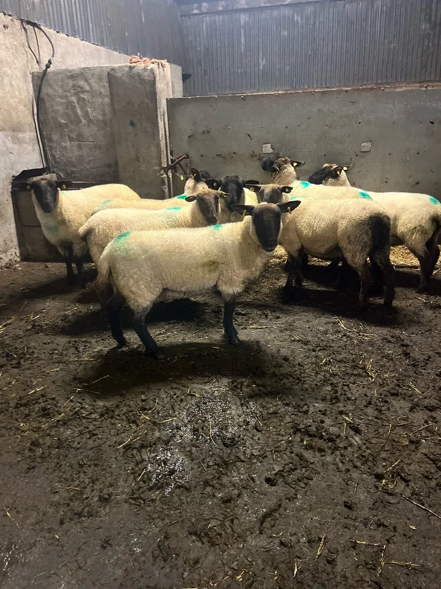 ⚡️10 lovely ewe hoggets ⚡️ - Image 2