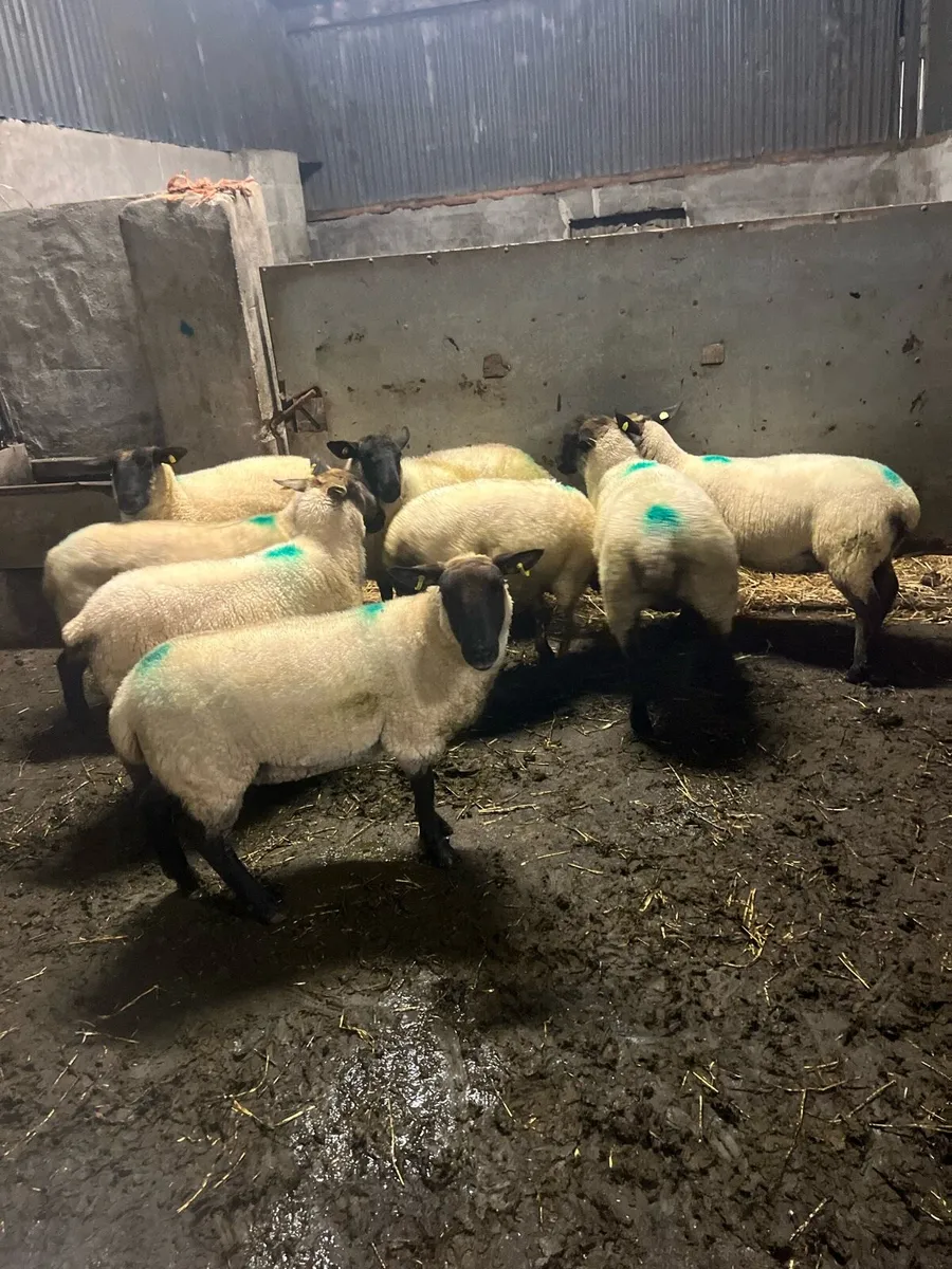 ⚡️10 lovely ewe hoggets ⚡️ - Image 3