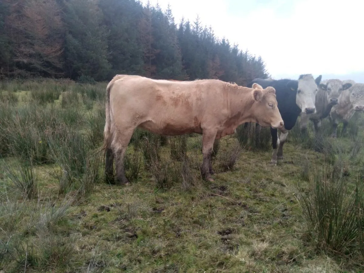 Lm and Ch springers for sale - Image 2