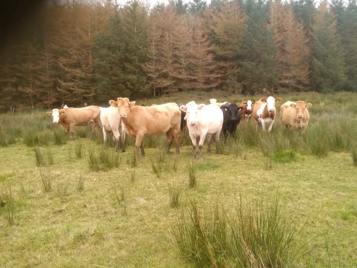 Lm and Ch springers for sale - Image 1