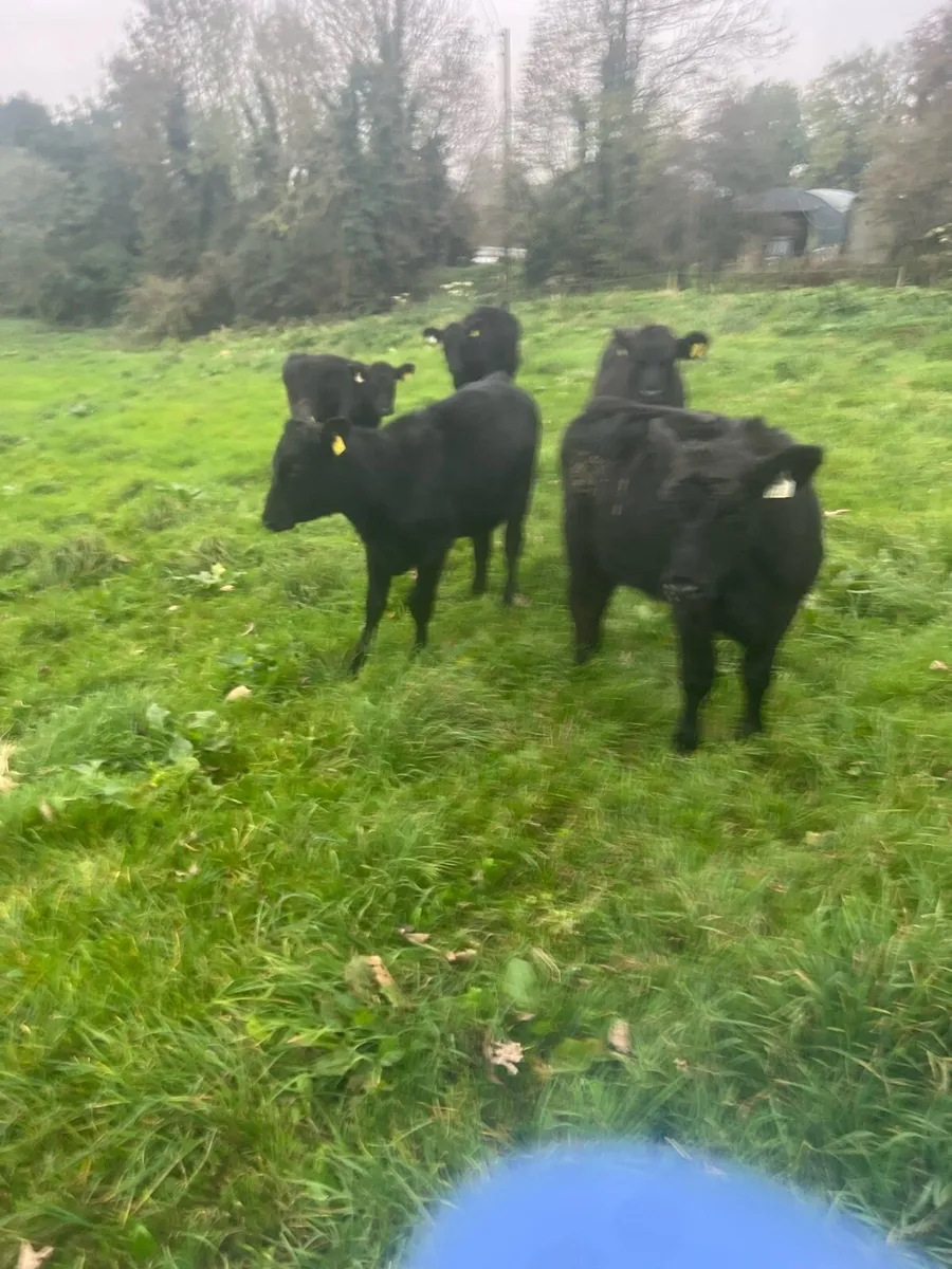 Mad for grass - Image 1
