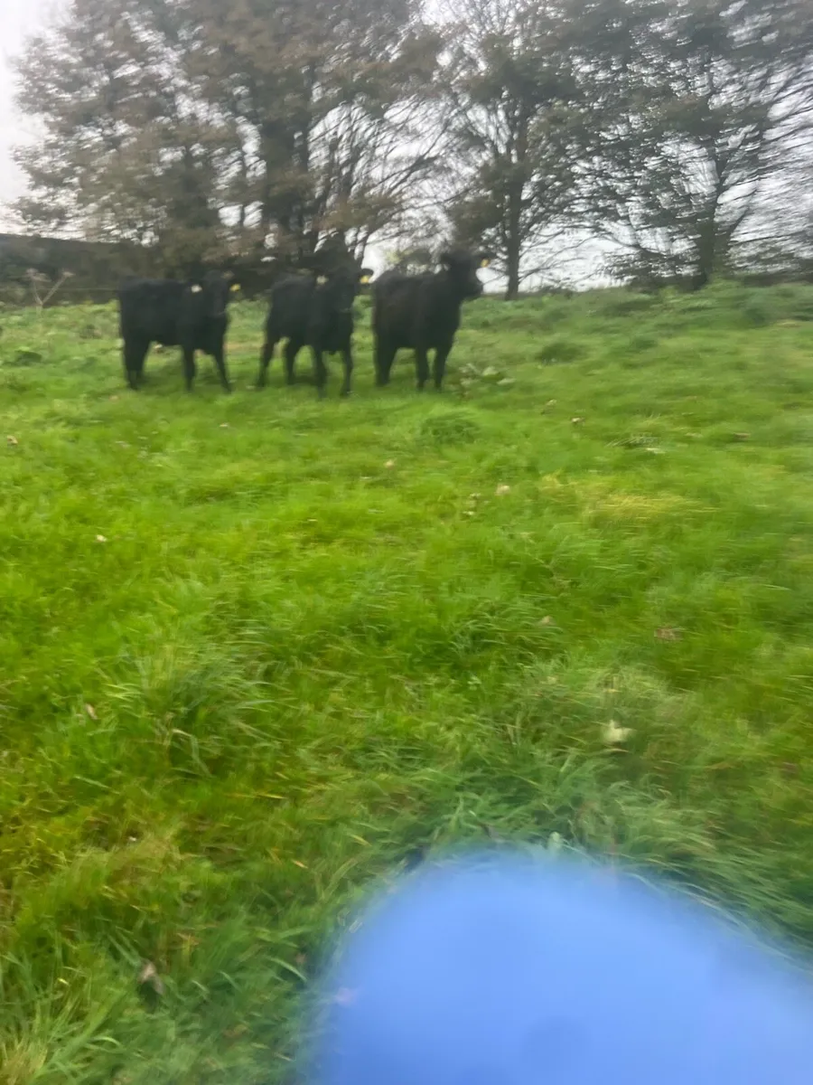 Mad for grass - Image 3