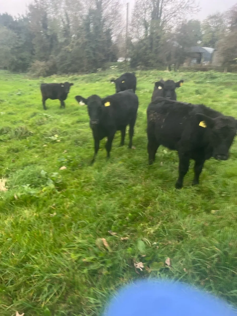 Mad for grass - Image 4