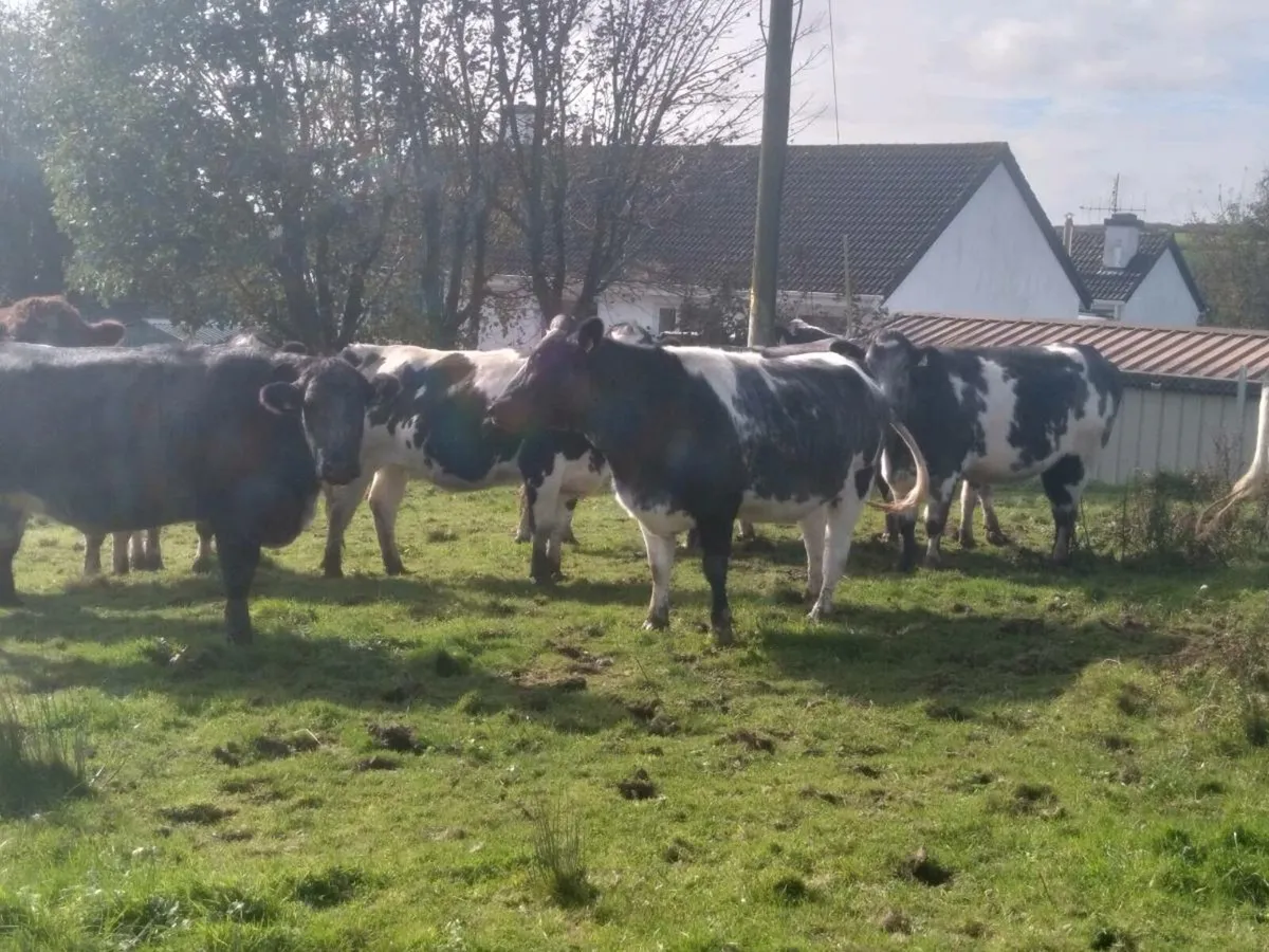 BB springers for sale - Image 1
