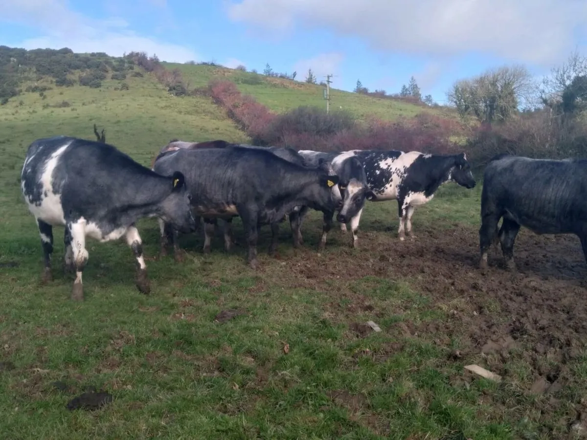 BB springers only 2 left - Image 2