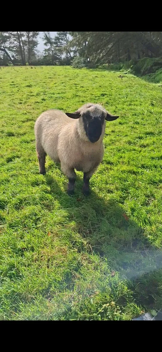 Ram lambs - Image 4