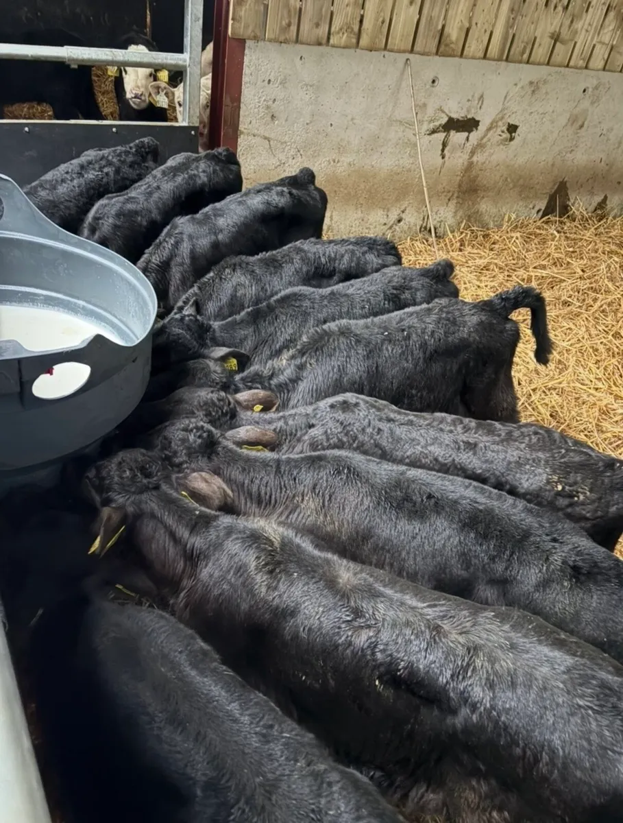 16 super home bred calves - Image 1