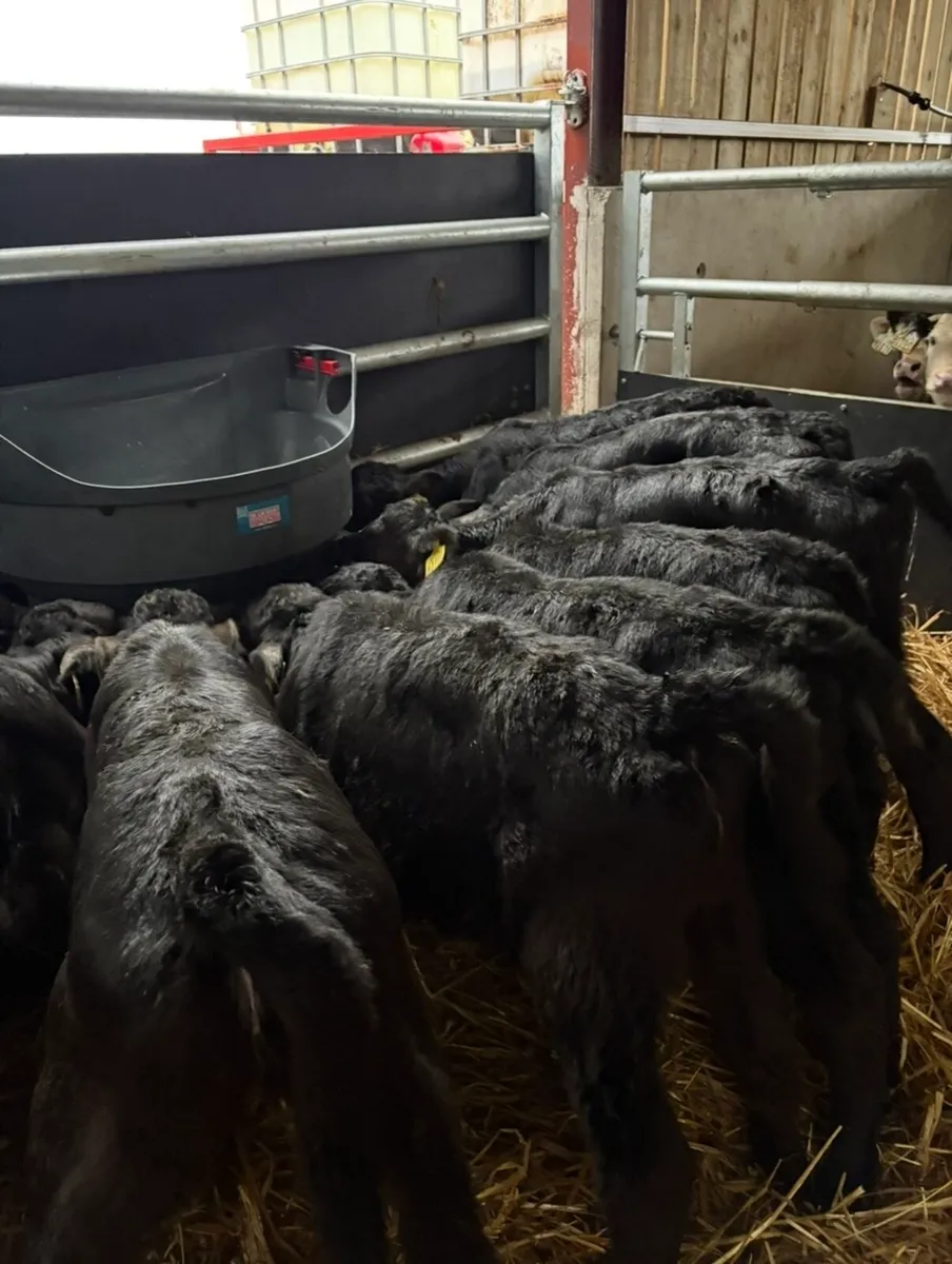 16 super home bred calves - Image 2