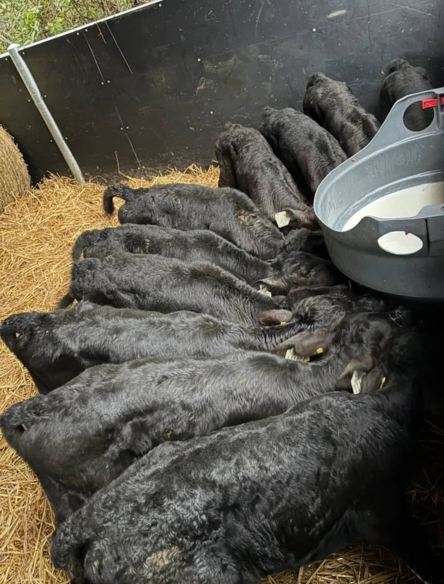 16 super home bred calves - Image 3