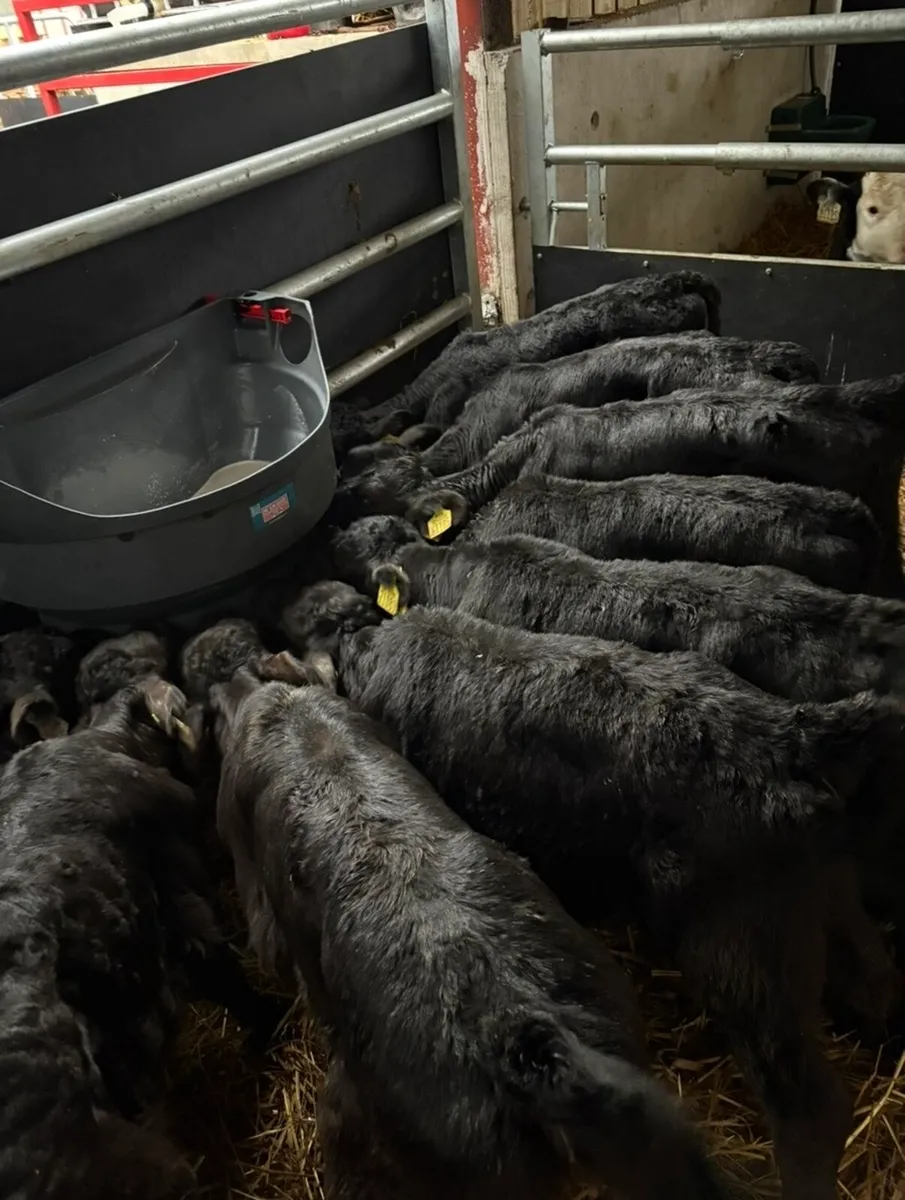 16 super home bred calves - Image 4